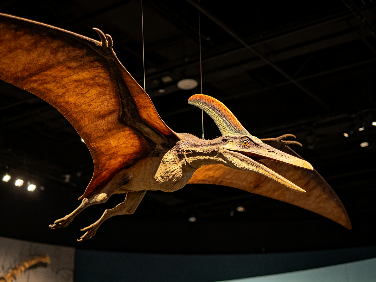 Quetzalcoatlus Giant Pterosaur — dinosaur from SAGE